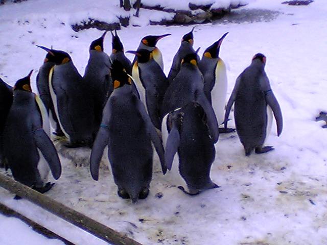 Pinguine Zoo Zürich